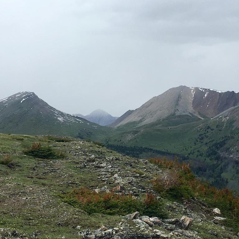 Grizzly bear attacks rare, but a risk in wilderness, experts say after Banff deaths